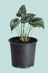 Small Plants: Alocasia baginda 'Dragon Scale' - 1.3L / 14cm / Small