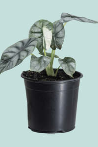 Small Plants: Variegated Alocasia Silver Dragon  - 1.3L / 14cm / Small