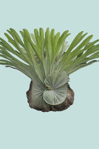 Small Plants: Staghorn Fern - Platycerium superbum - 1L / 14cm / Small