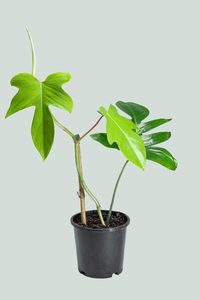 Value Range: Florida - Philodendron hybrid squamiferum X pedatum - 1L / 14cm / Small