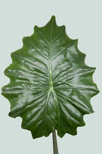 Value Range: Portodora Elephant Ear - Alocasia odora X A. portei hybrid - 2.5L / 17cm / Medium
