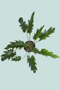 Philodendron xanadu - 2.5L / 17cm / Medium