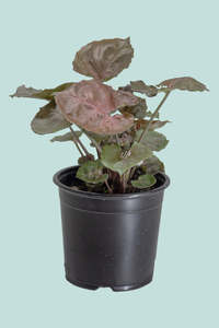 Mahogany - Syngonium podophyllum - 1L / 14cm / Small