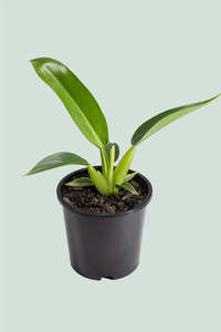 Value Range: Fat Boy - Philodendron martianum  - 1L / 14cm / Small