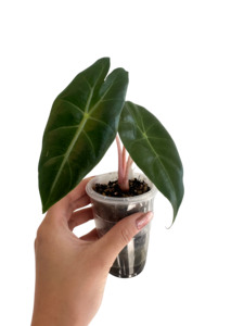 Alocasia Pink Dragon