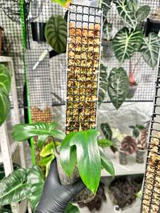 Philodendron florida