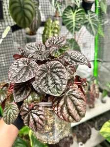 Indoor Plants Copy: Pepperomia Caperata