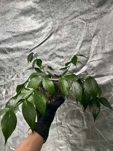 Hoya Fishtail (Hoya polyneura)
