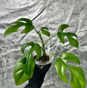 Indoor Plants Copy: Monstera Minima (Rhaphidophora tetrasperma)
