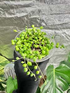 Indoor Plants Copy: String of Pearls