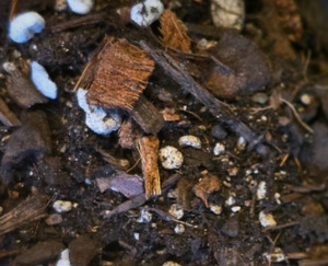 Bio Leaf INDOOR Plant Potting Mix - 10 litres