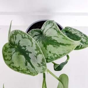 Plants: Scindapsus Pictus Trebi