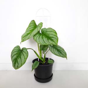 Plants: Philodendron Mamei