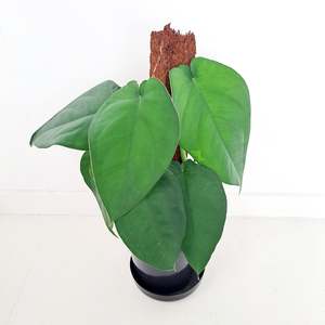 Plants: Syngonium Chiapense