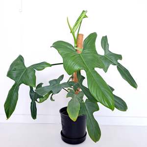 Plants: Philodendron Panduriforme