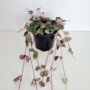Plants: Chain of Hearts / Ceropegia Woodii