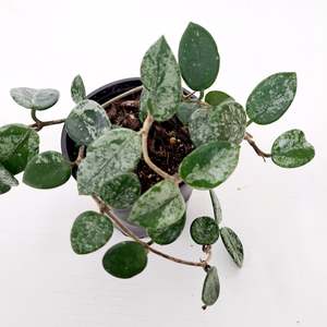Plants: Hoya Mathilde