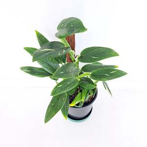 Plants: Monstera Standleyana