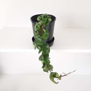 Plants: Hoya Carnosa Compacta  / Hindu Rope