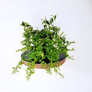 Plants: Columnea Arguta / Goldfish Plant