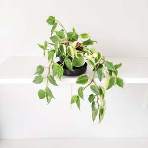 Plants: Peperomia Scandens Variegata