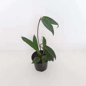 Plants: Hoya Pubicalyx Red Buttons