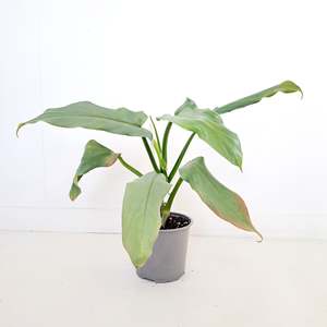 Plants: Philodendron Hastatum / Silver Arrow