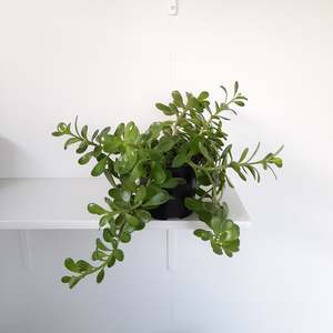 Plants: Senecio Jacobsenii / Trailing Jade