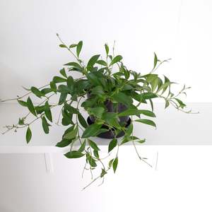 Plants: Aeschynanthus Splendons / Lipstick Plant