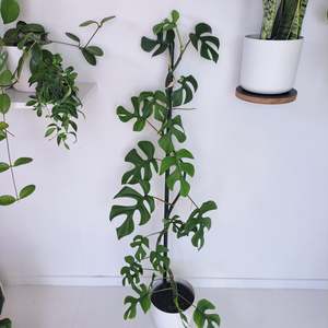 Plants: Philodendron Minima / Rhaphidophora Tetrasperma on Stake