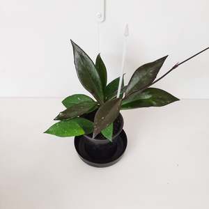 Plants: Hoya Pubicalyx
