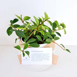 Plants: Peperomia Dahstedti