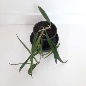 Plants: Hoya Shepherdii