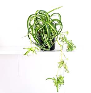 Plants: Curly spider plant / Chlorophytum comosum