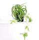 Curly spider plant / Chlorophytum comosum