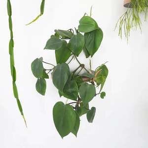 Plants: Philodendron Heartleaf (Cordatum)