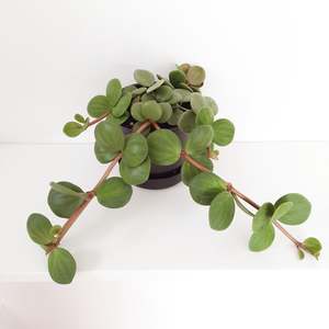 Plants: Peperomia Hope / Tetraphylla