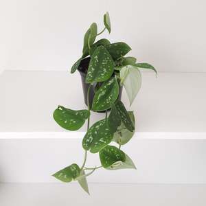 Plants: Scindapsus Epipremnum Pictus / Satin Pothos
