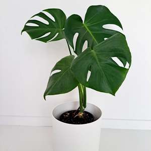 Plants: Monstera Deliciosa