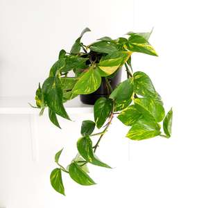Plants: Scindapsus Epipremnum Aureus / Golden Pothos