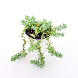 Plants: Crassula Perforata