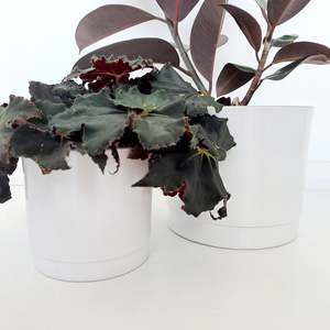 Pots And Planters: Ceramic Planters