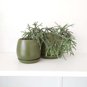 Pots And Planters: Ceramic Egg Pots w Saucers - Green
