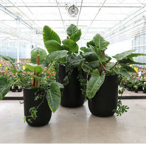 Pots And Planters: Oreti planters - AVAIL FOR PRE-ORDER