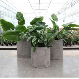 Pots And Planters: Mikonui cylinder planters - AVAIL FOR PRE-ORDER