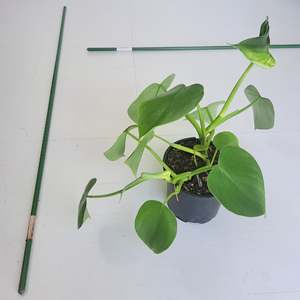 Stake Support - Green ribbed (thin 11cm)