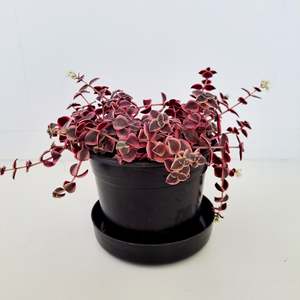 Plants Outdoor: Crassula Pellucida Variegata - green, cream and pink