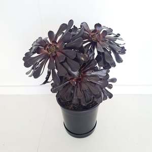 Plants Outdoor: Aeonium 'Schwarzkopf'