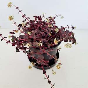 Crassula Pellucida - dark green and purple