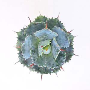 Plants Outdoor: Agave Isthmensis / Dwarf Butterfly Agave
